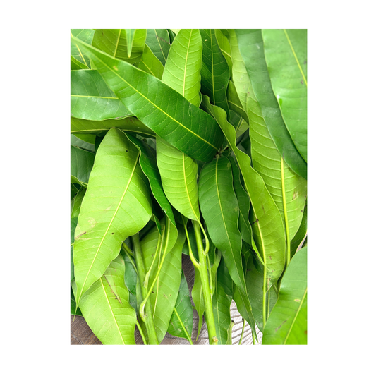 Mango leaves 5nos