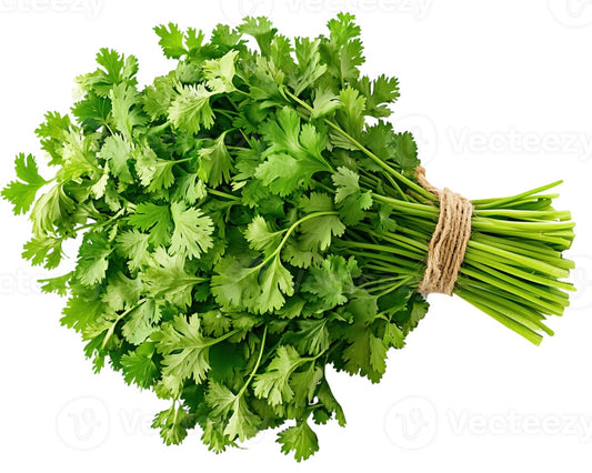 Coriander