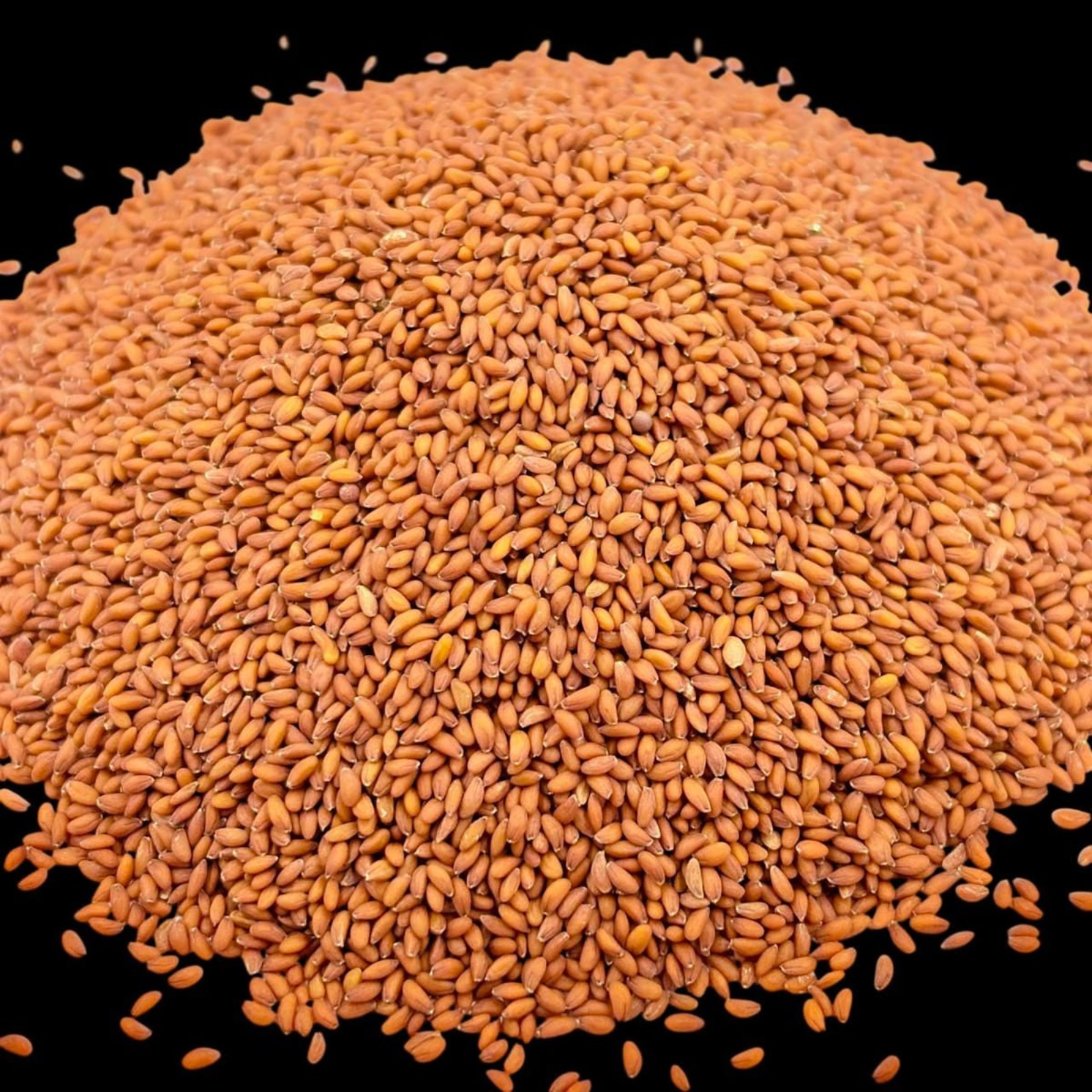 Halim Seeds