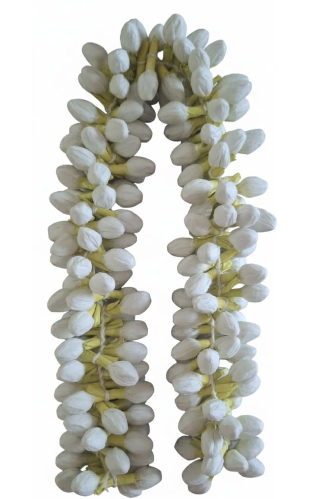 Real Jasmine flower