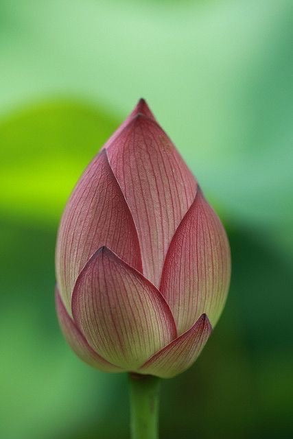 Lotus bud real