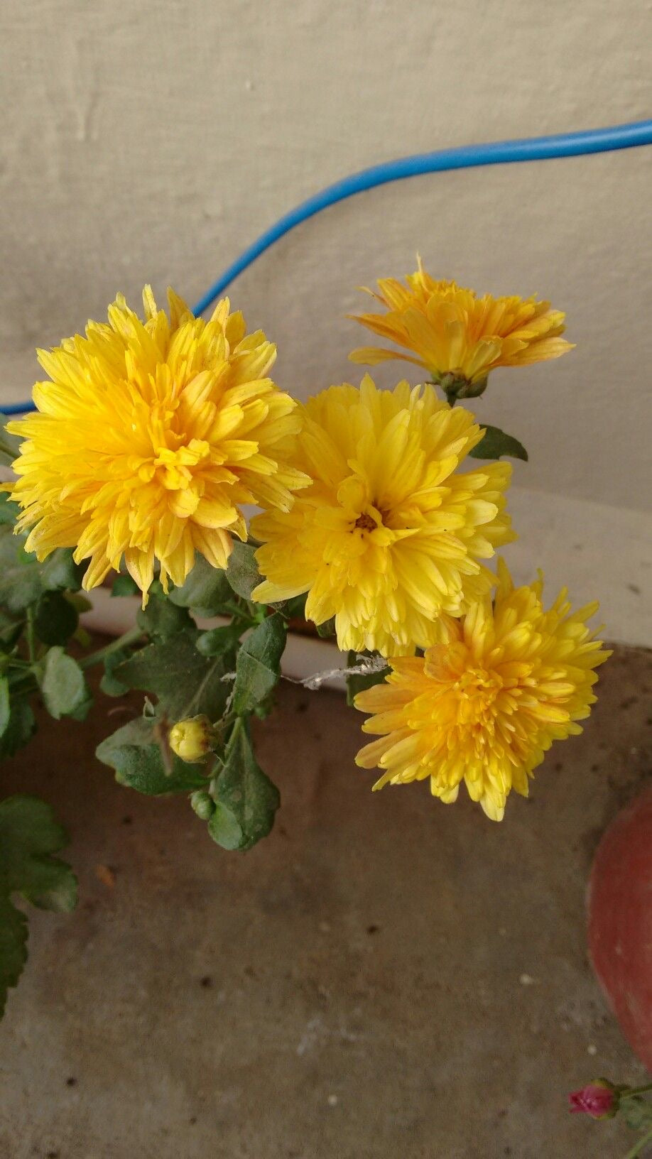 Samanthi yellow flowers