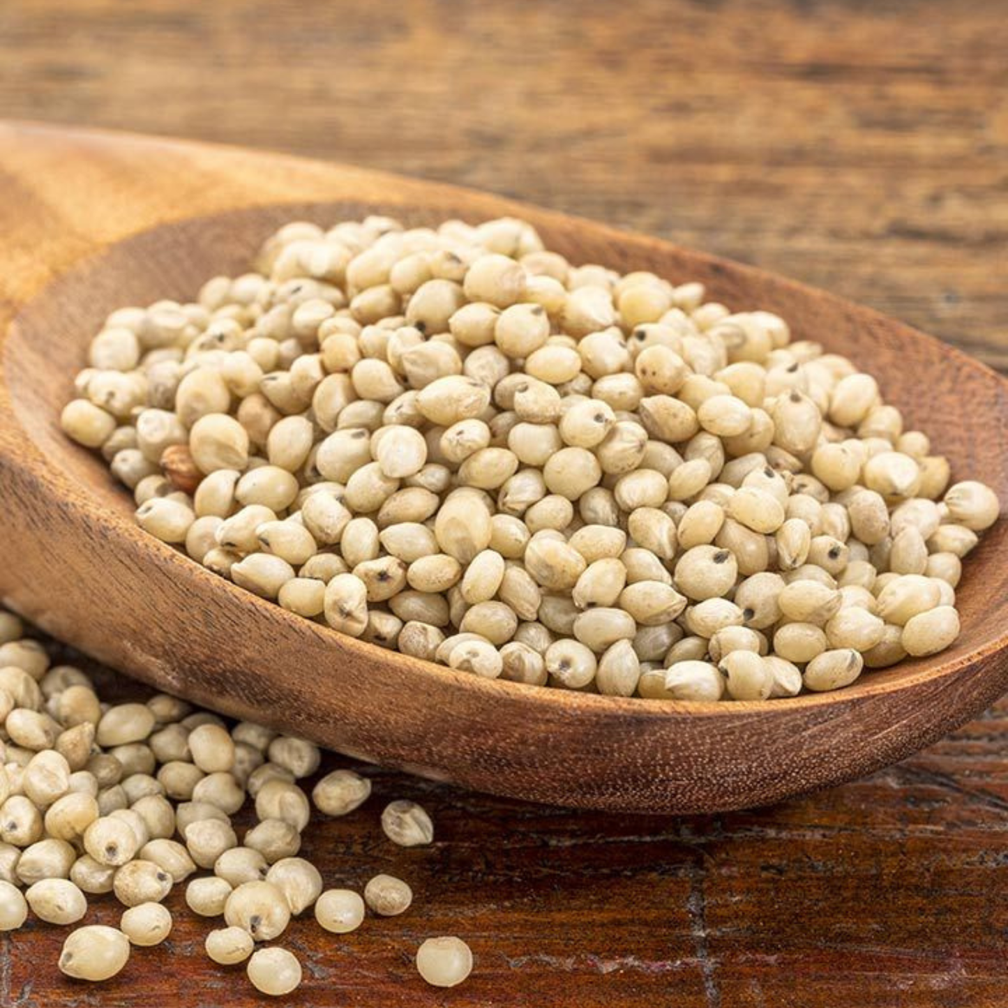 White Sorghum / Jowar