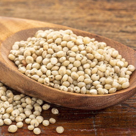 White Sorghum / Jowar